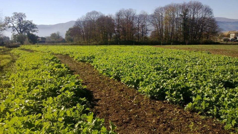 Agriturismo Tre Santi Villa Padula Eksteriør billede